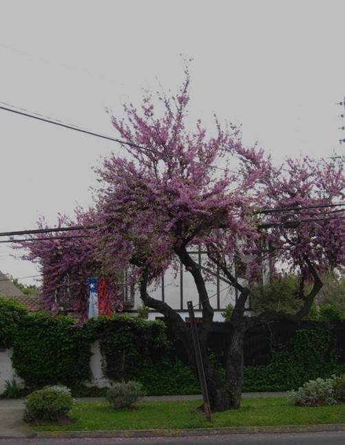 Descripción: D:\JM-disco duro\Vasculares x familia-todas\angiospermas-fotos-icon-textos\Fabaceae\FABACEAE EXOTICAS\Cercis siliquastrum FJA (2).JPG